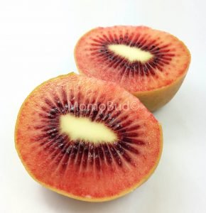 Red Kiwi cross section
