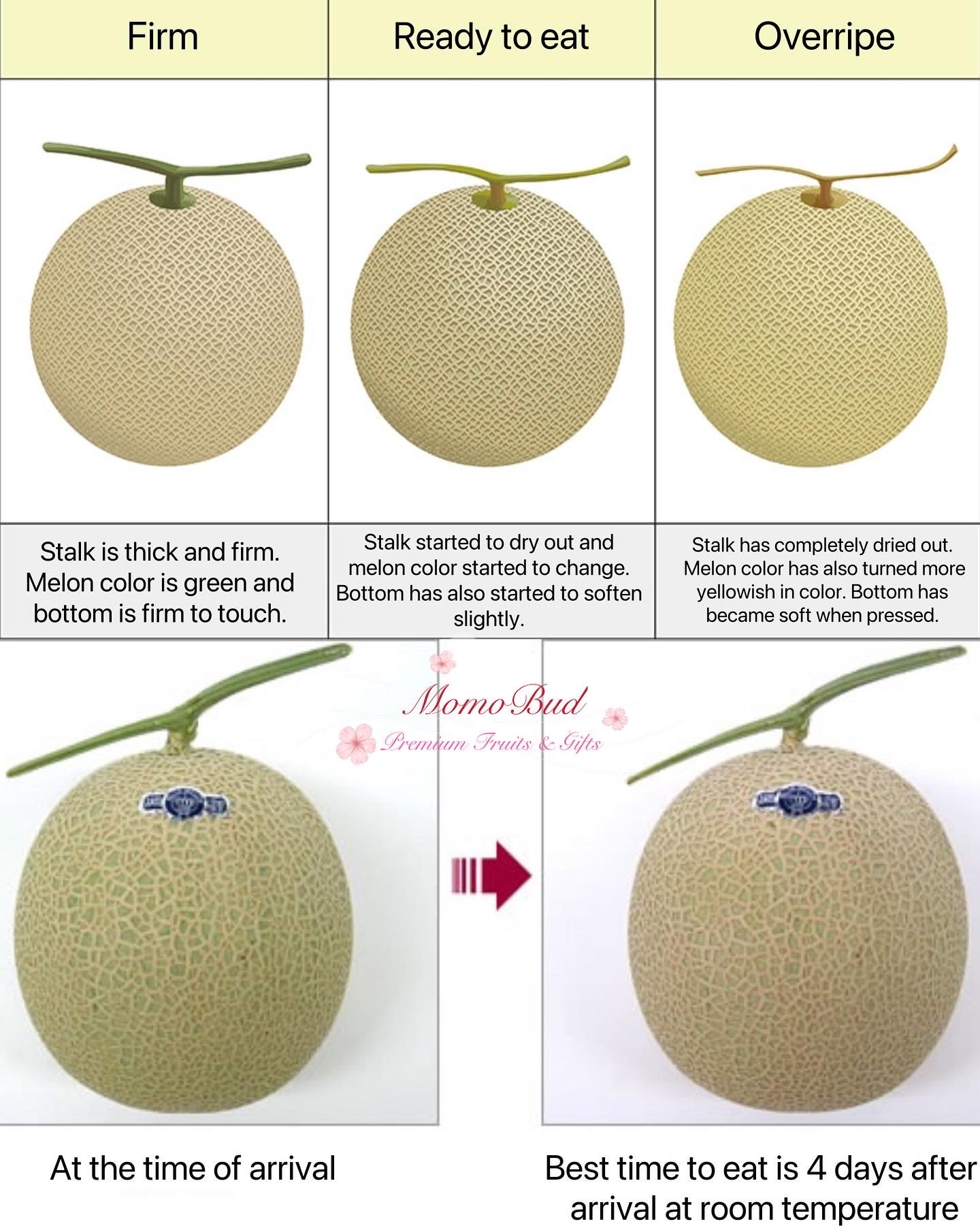 Japanese Muskmelon Ripening Stages