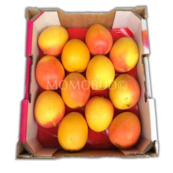 Calypso Mango Box