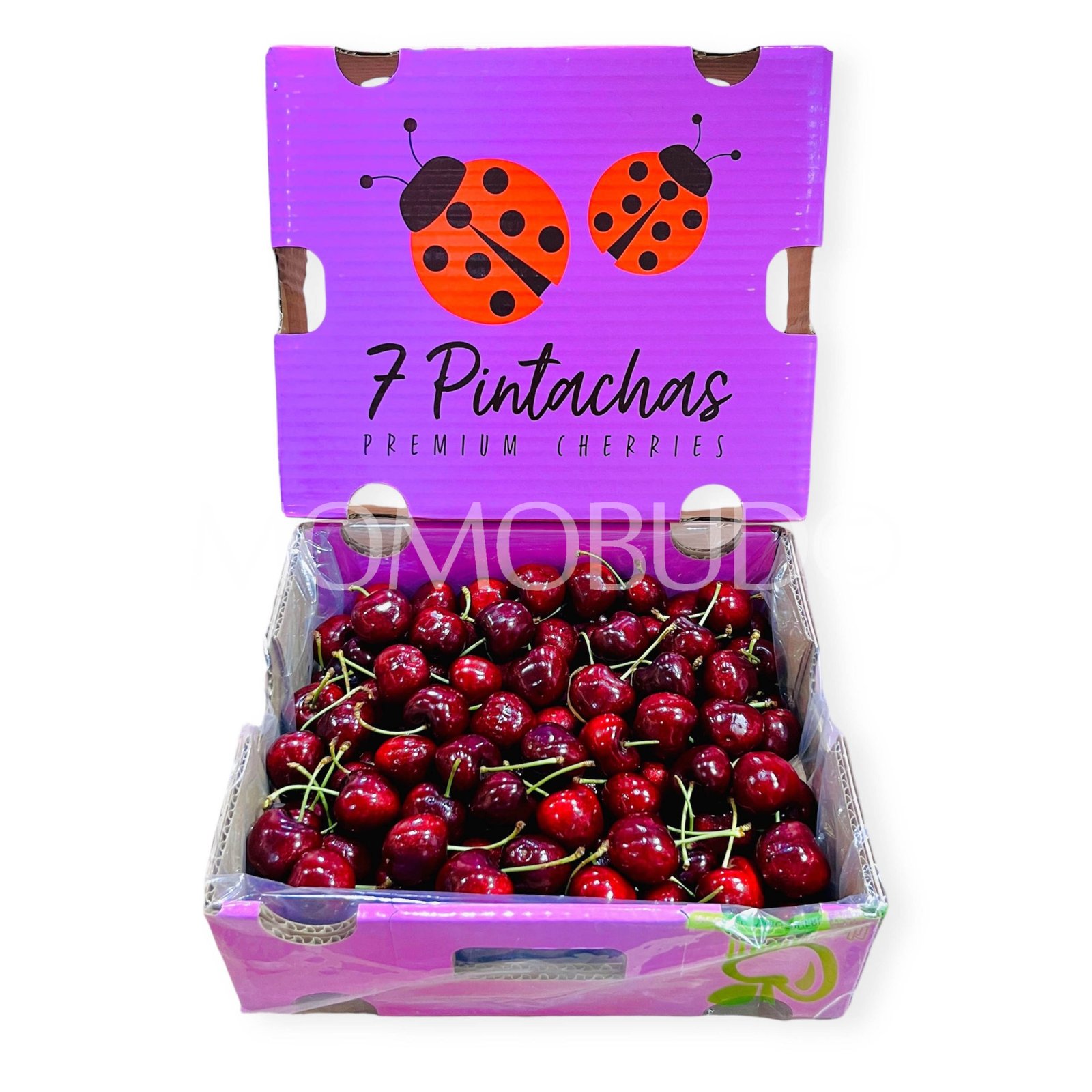 Chilean 7 Pintachas Lapin Red Cherry