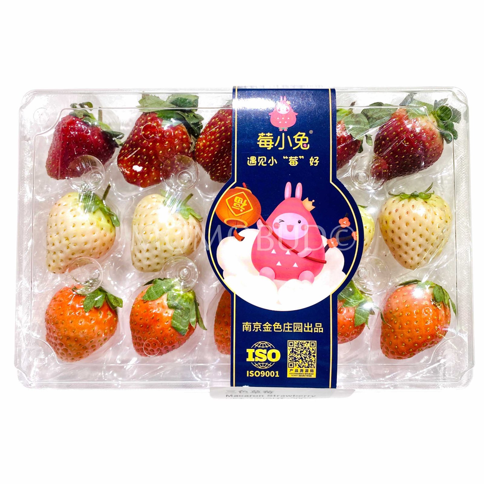 Japan-bred Macaron Mix Strawberry (300g punnet)