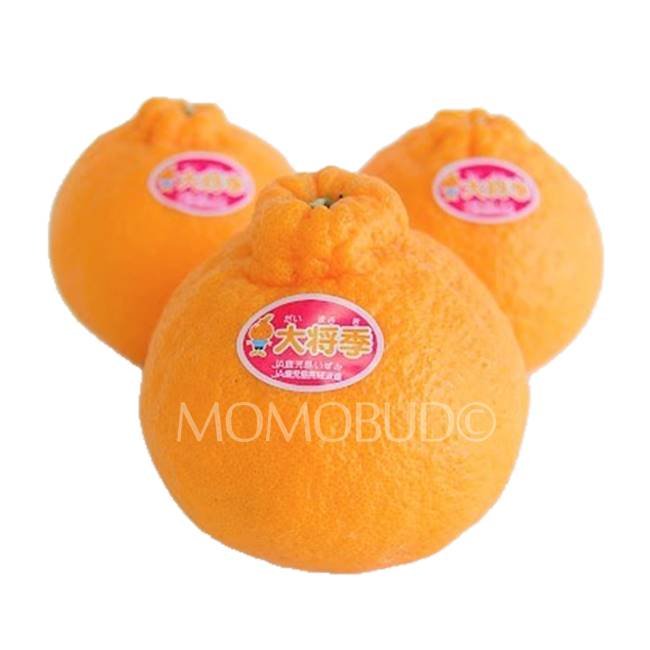 Japanese Daimasaki Orange