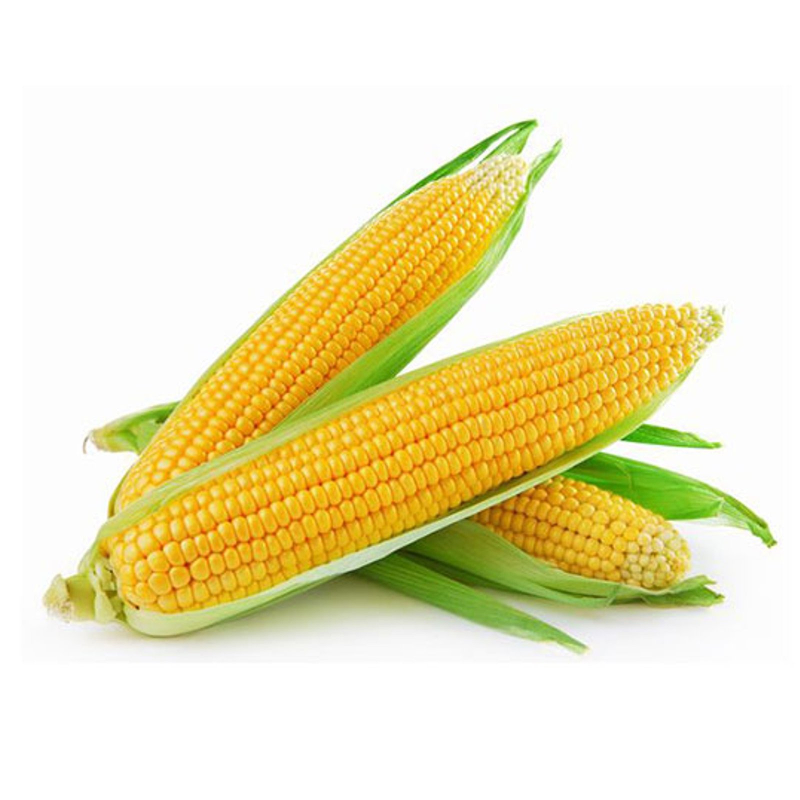 Japanese Gold Rush White Corn