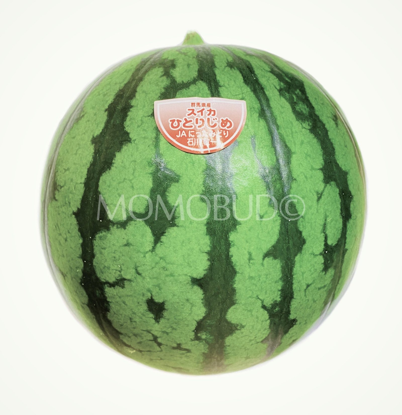 Japanese Gunma Hitorijime Watermelon