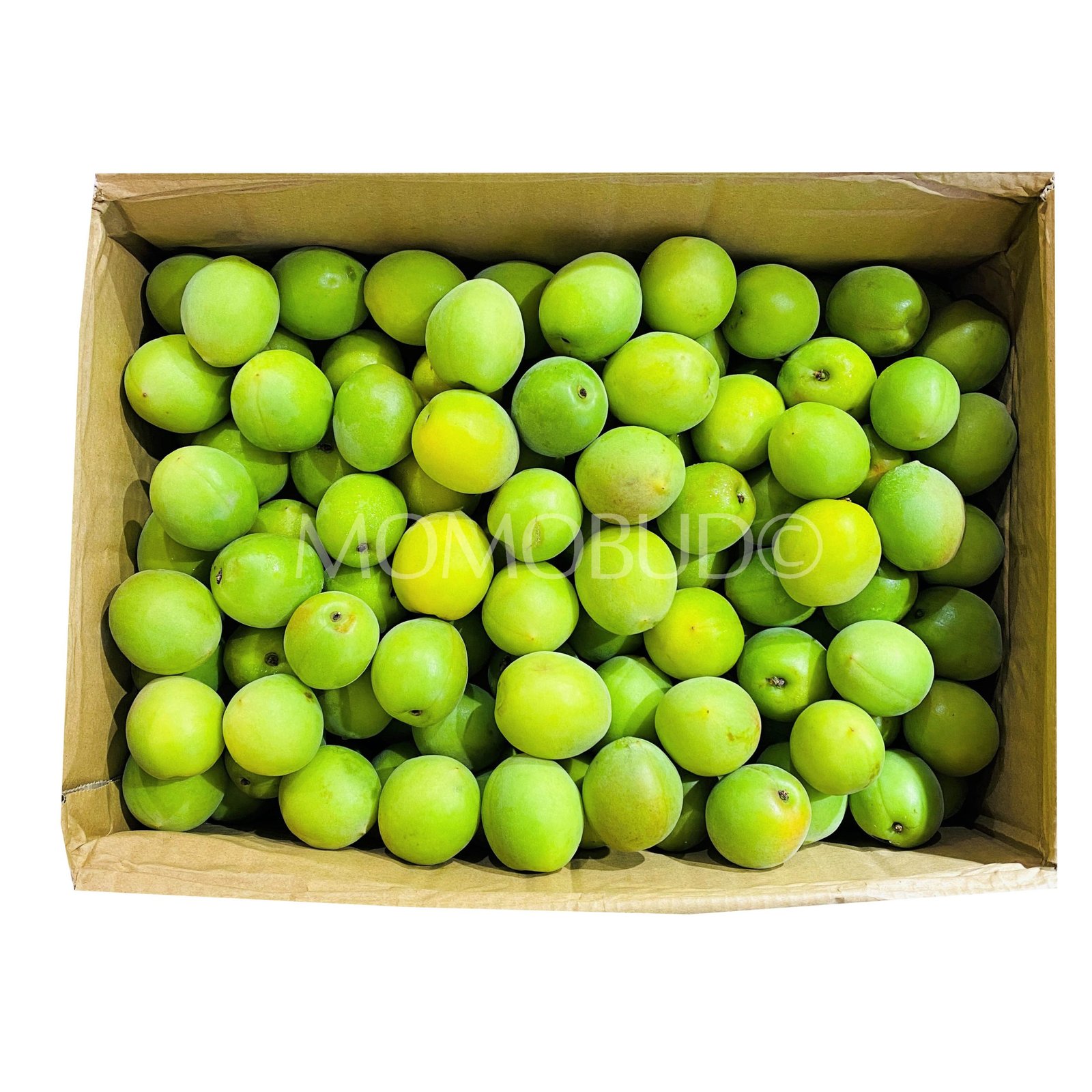 Japanese Shirakaga Ume (Plum)