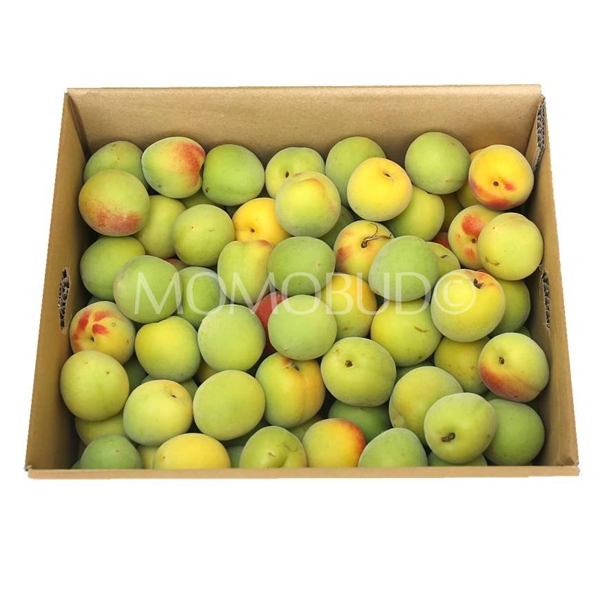 Japanese Nankou Ume (Plum)