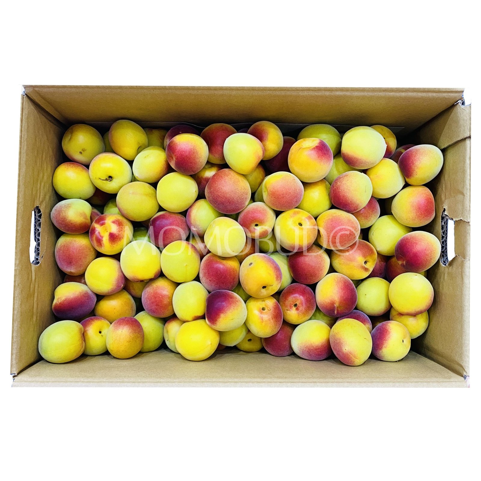 *Exclusive* Japanese Beni Nanko Red Ume (Plum)