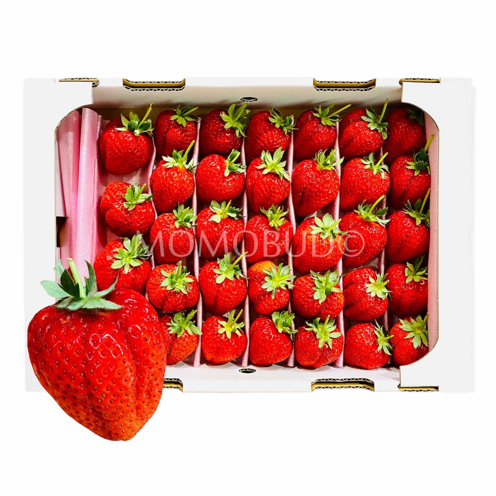 Japanese Sachinoka Ichigo with Stem (Strawberry) Gift Set (1kg)