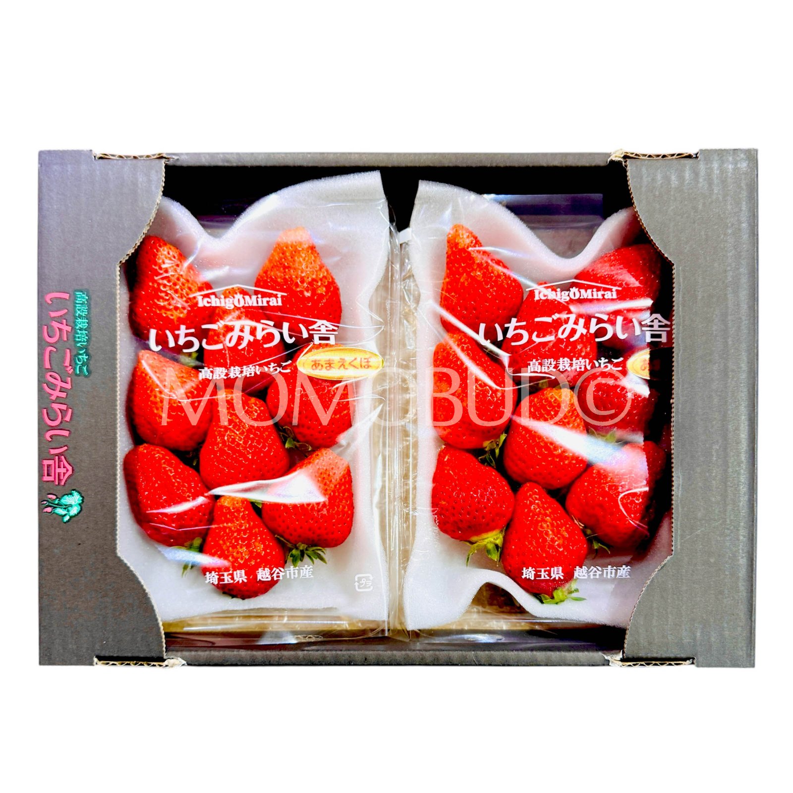 Japanese Saitama Amaekubo Ichigo (Strawberry)