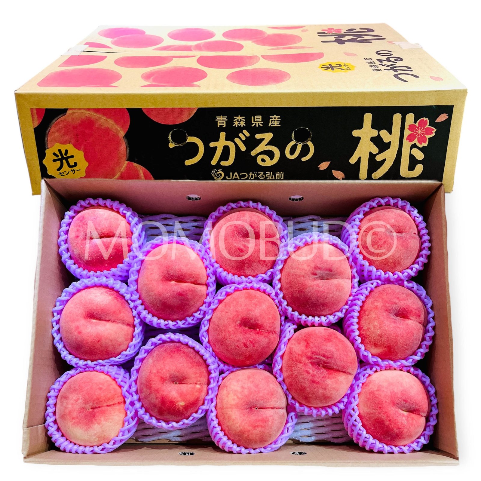 Japanese Tsugaru Sakura White Peach (X-Large)