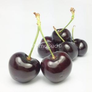 Washington Skeena Red Cherry