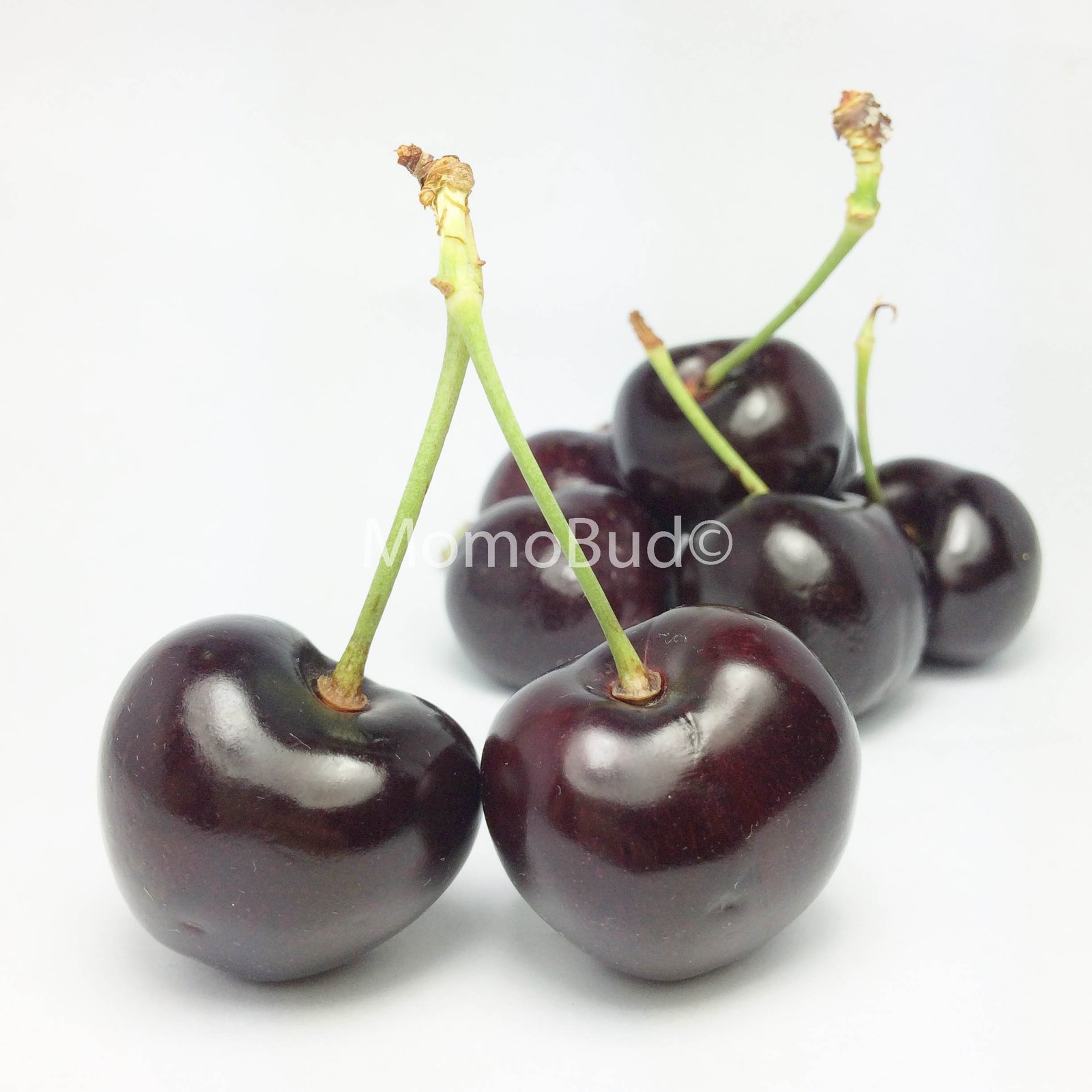 Washington Skeena Red Cherry