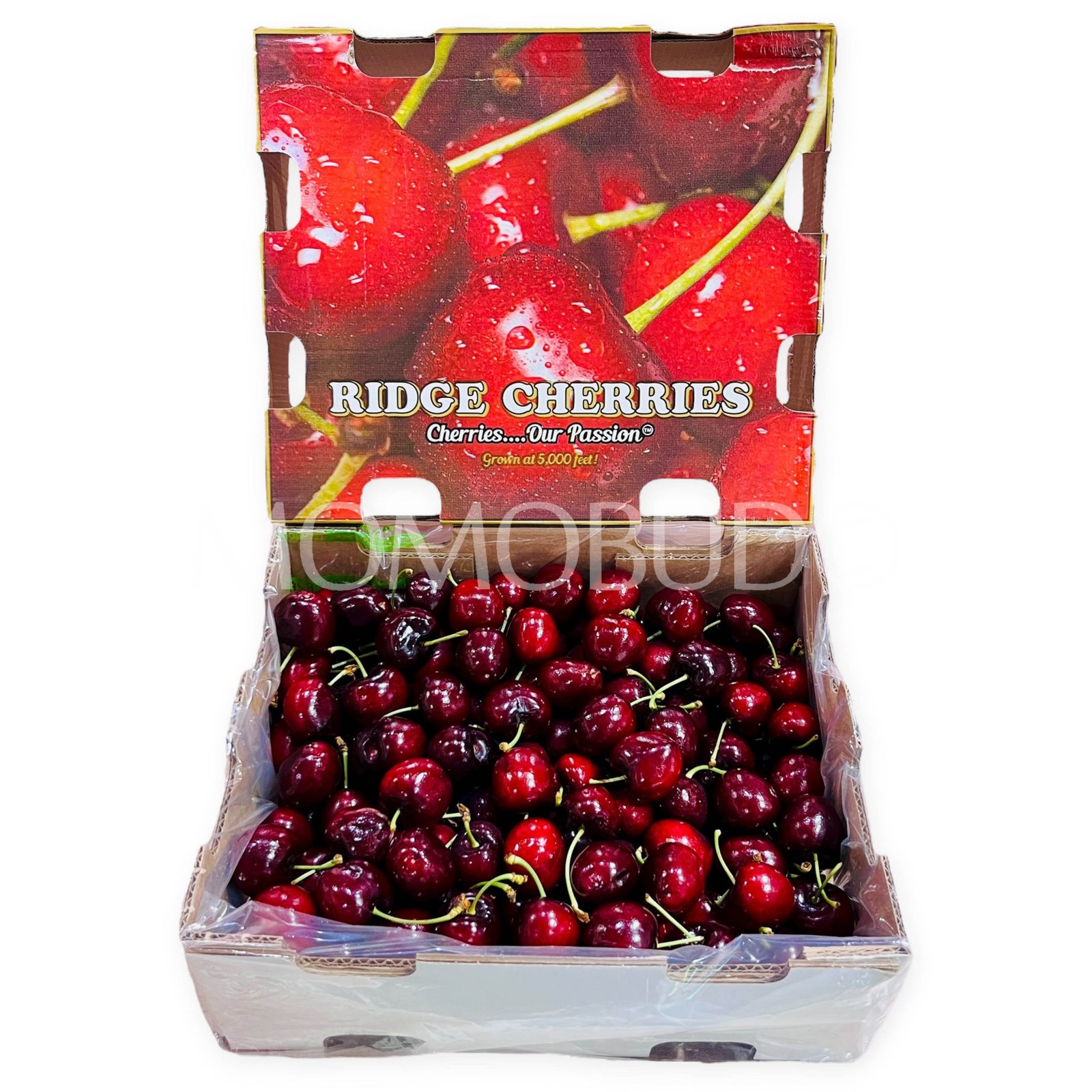 South African Lapin Red Cherry
