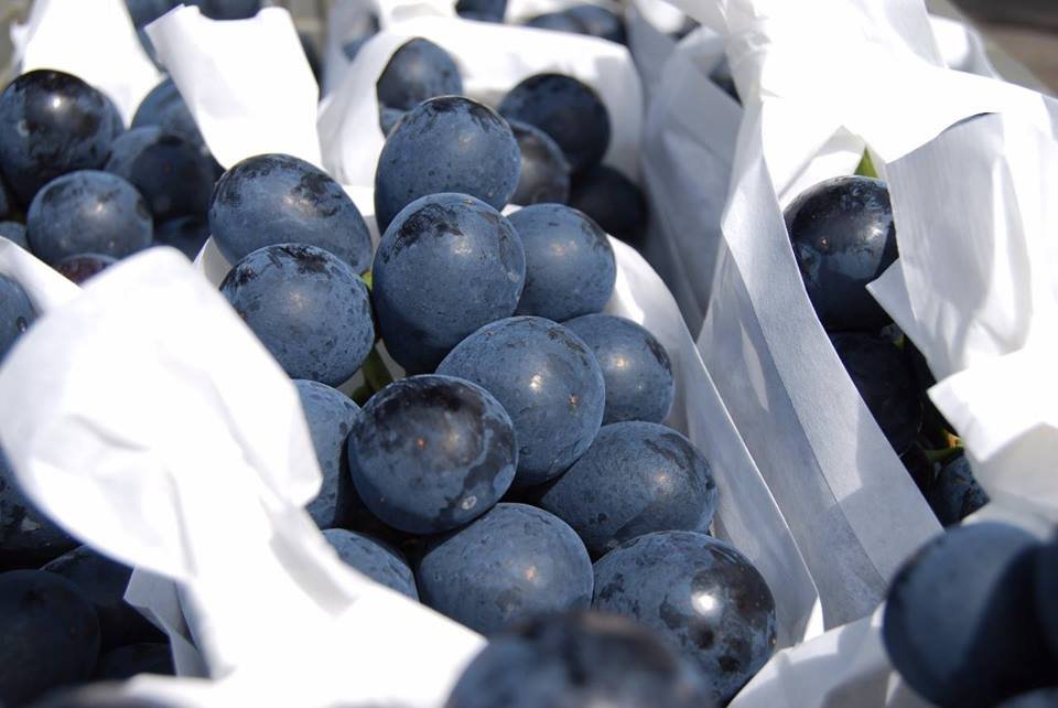 Japanese Yamanashi Kyoho Seedless Grapes (400-500g approx) - Image 2