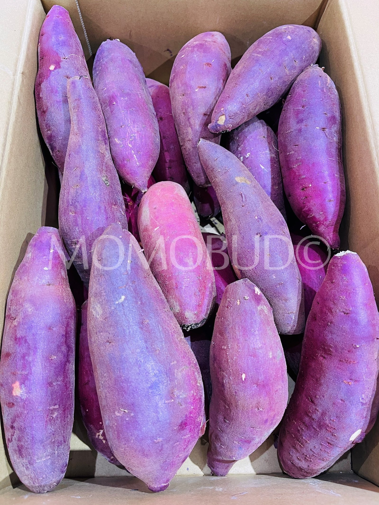 *Promotional Launch* Air-flown Japanese Asahi Kanjuro Beni Haruka Yellow Satsumaimo (Sweet Potato) - Image 3