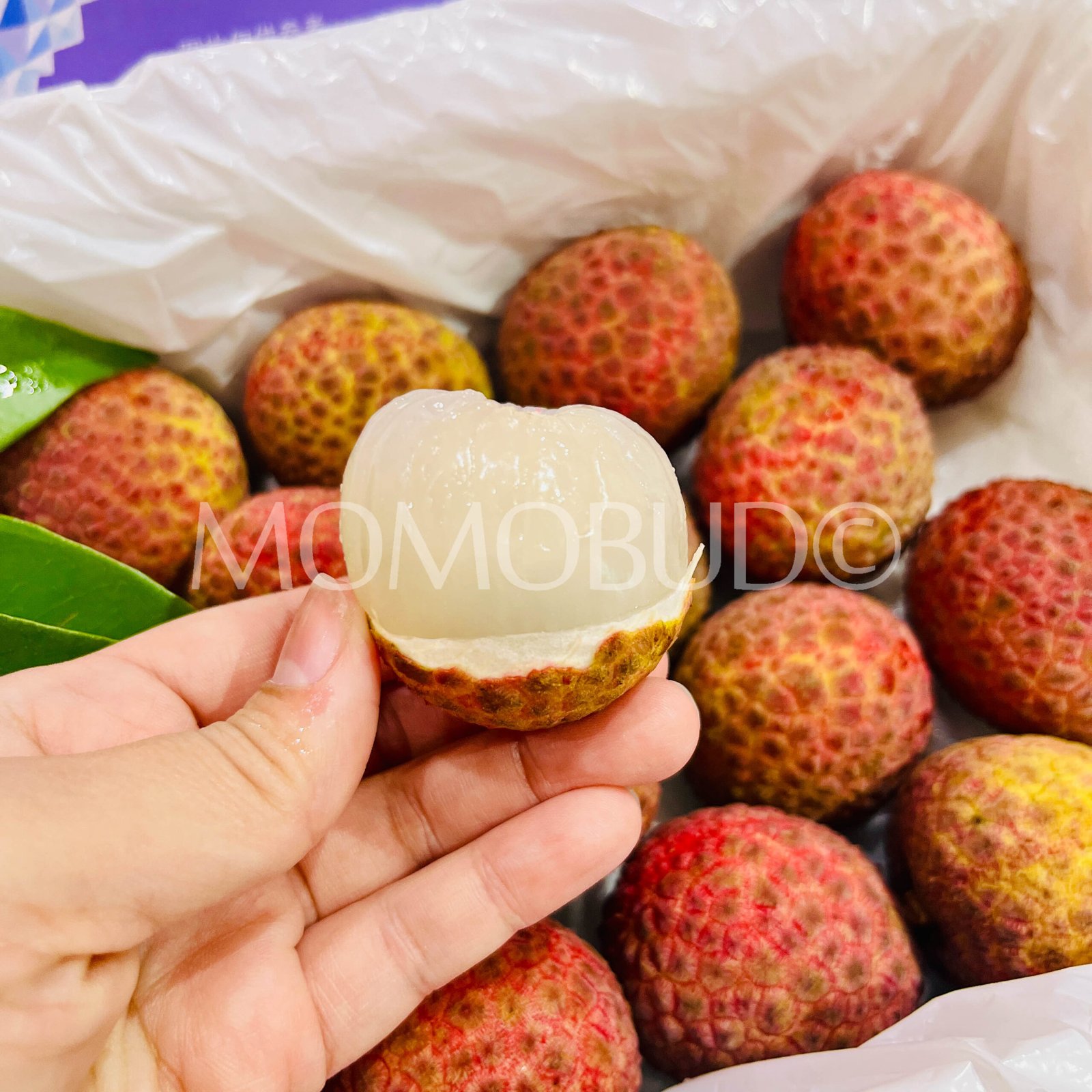 Airflown Premium China Little Dolphin Lychee King Box (1.3kg approx) - Image 5