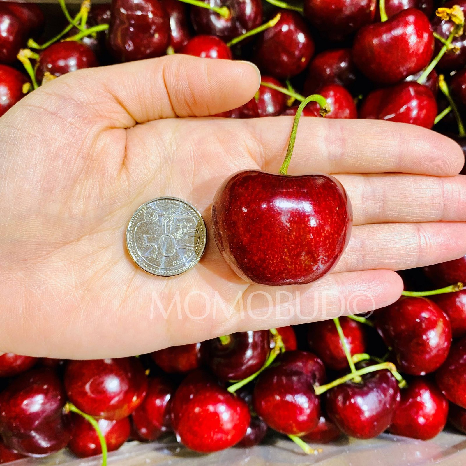 Bircherry Santina Red Cherry - Image 4