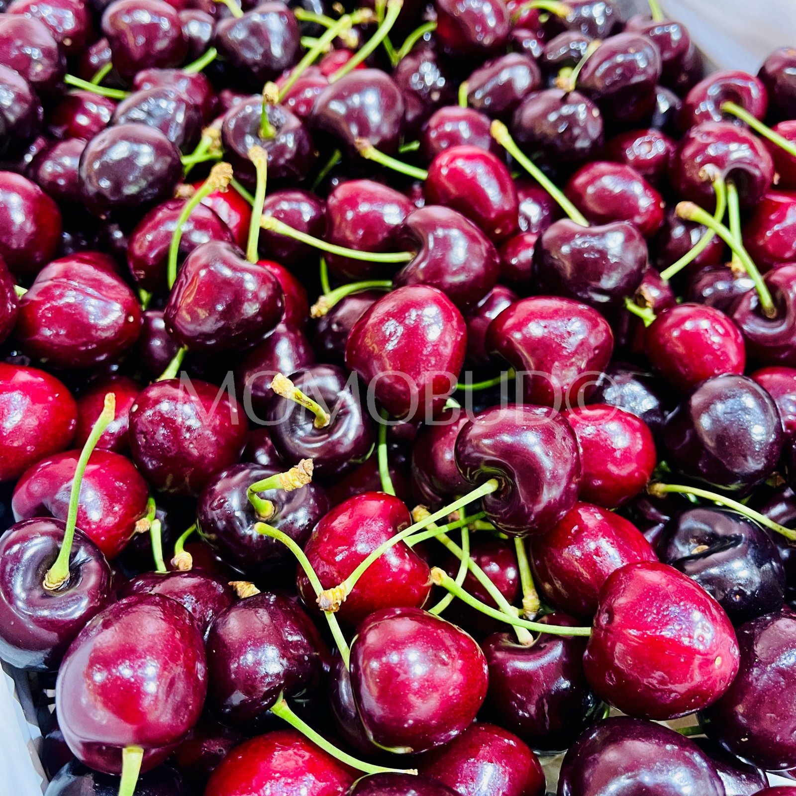 Guizzo Santina Red Cherry - Image 3