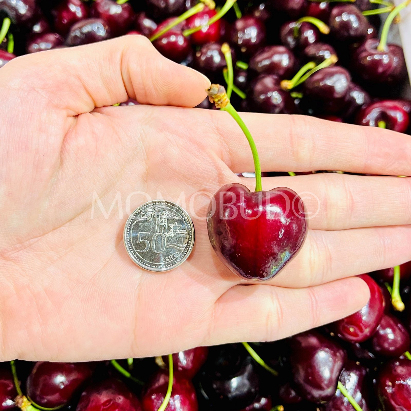 Guizzo Santina Red Cherry - Image 4