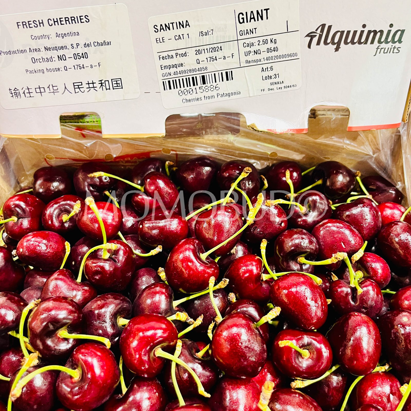 Argentina Phoenix Santina Red Cherry - Image 3