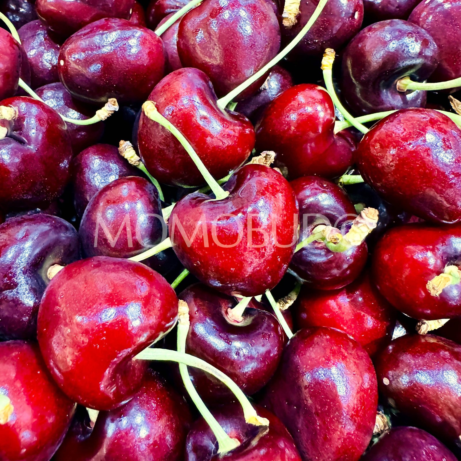 Argentina Phoenix Santina Red Cherry - Image 4