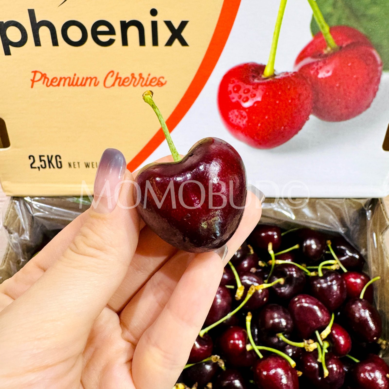 Argentina Phoenix Santina Red Cherry - Image 5