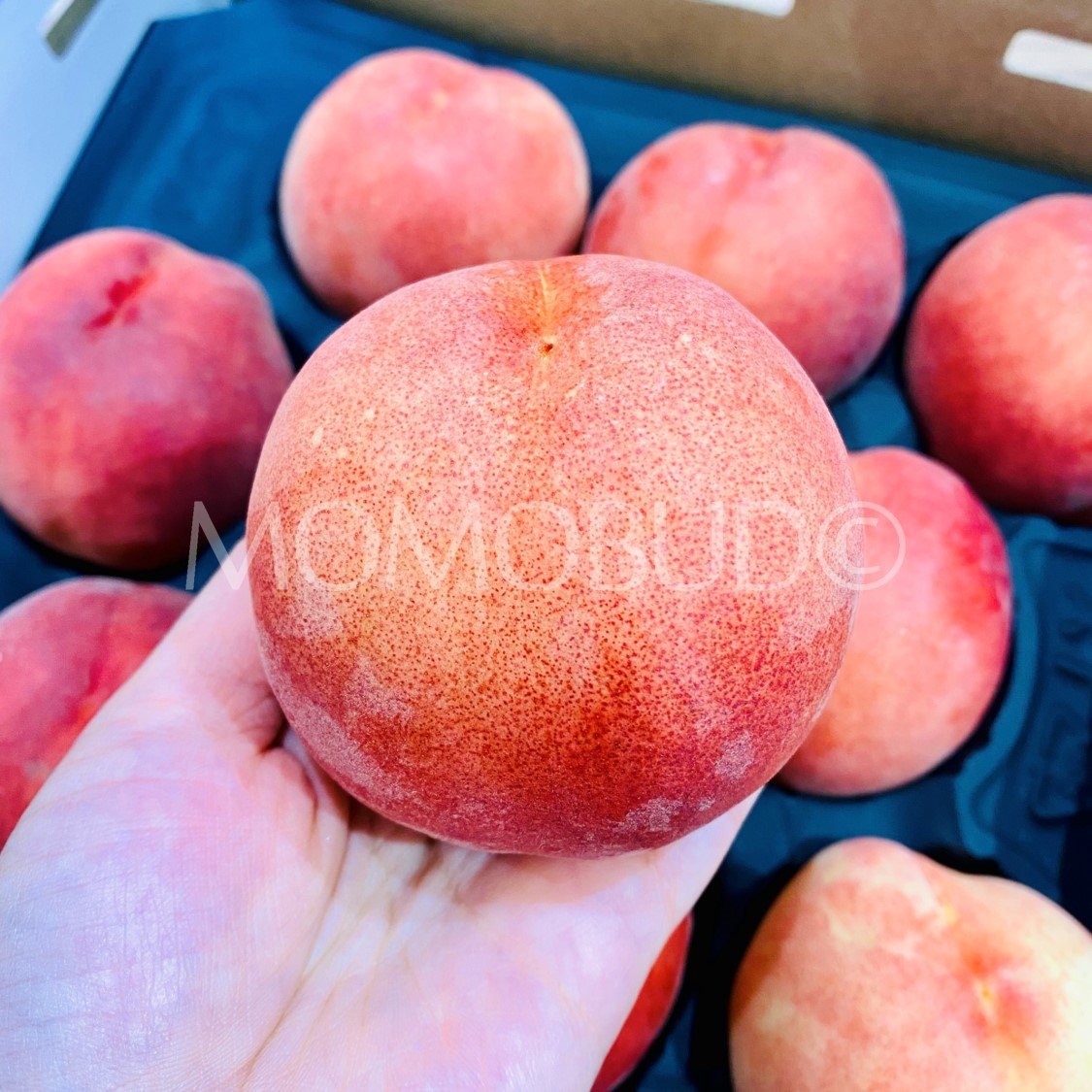 Prima Fresh Premium White Peach Gift Box (2kg) - Image 3