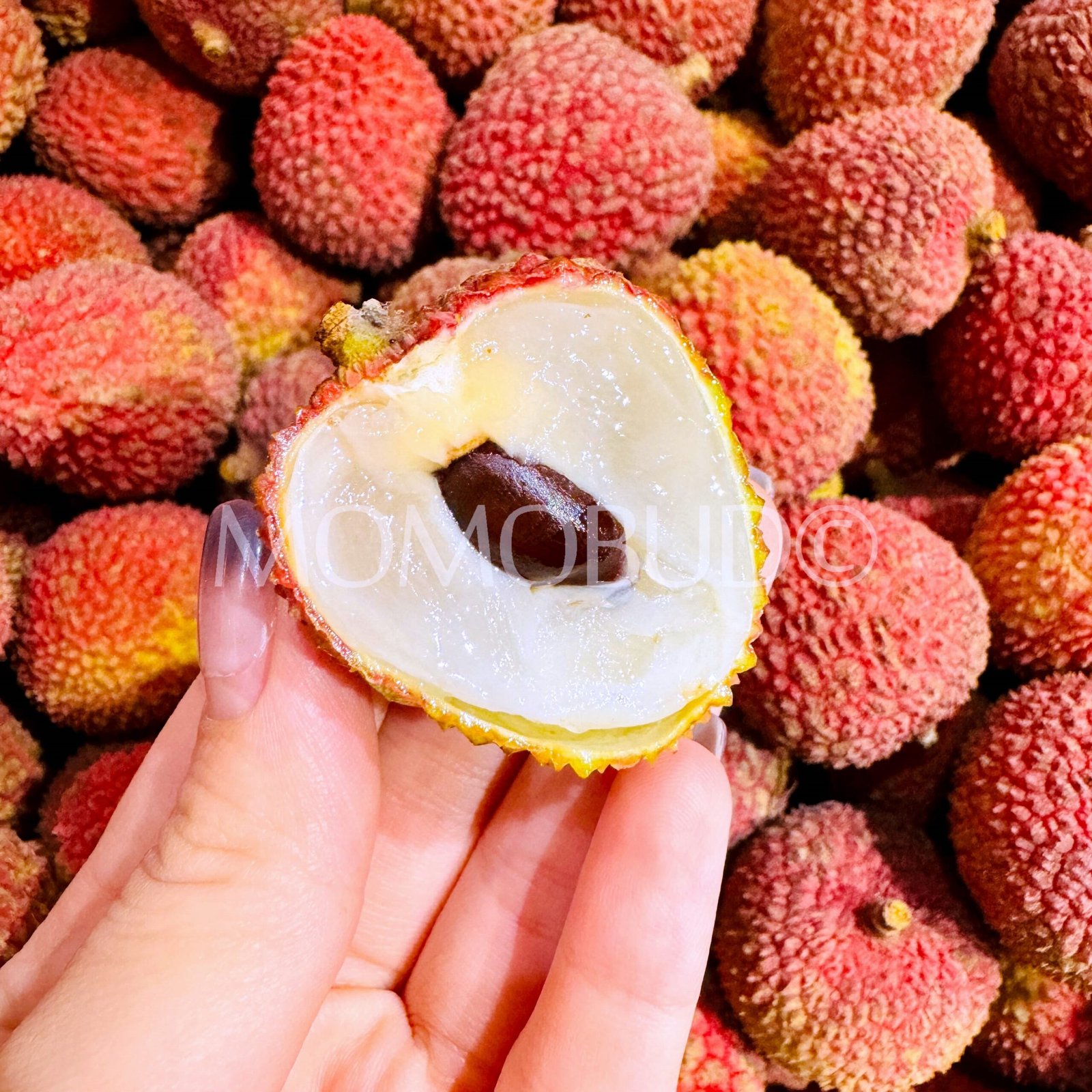 Australian Fei Zi Xiao Lychee - Image 3