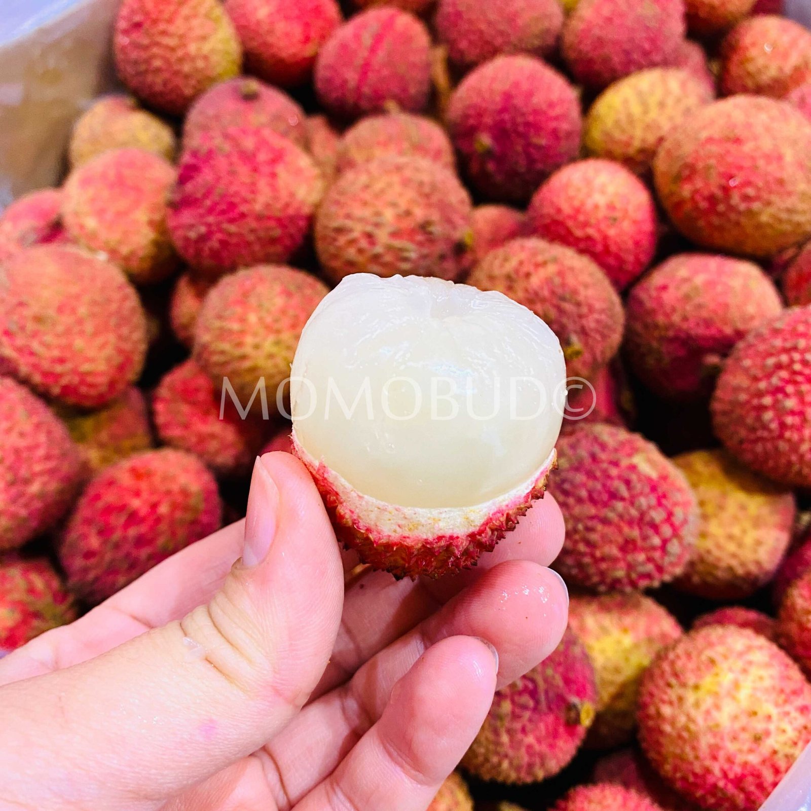 Australian Fei Zi Xiao Lychee - Image 2