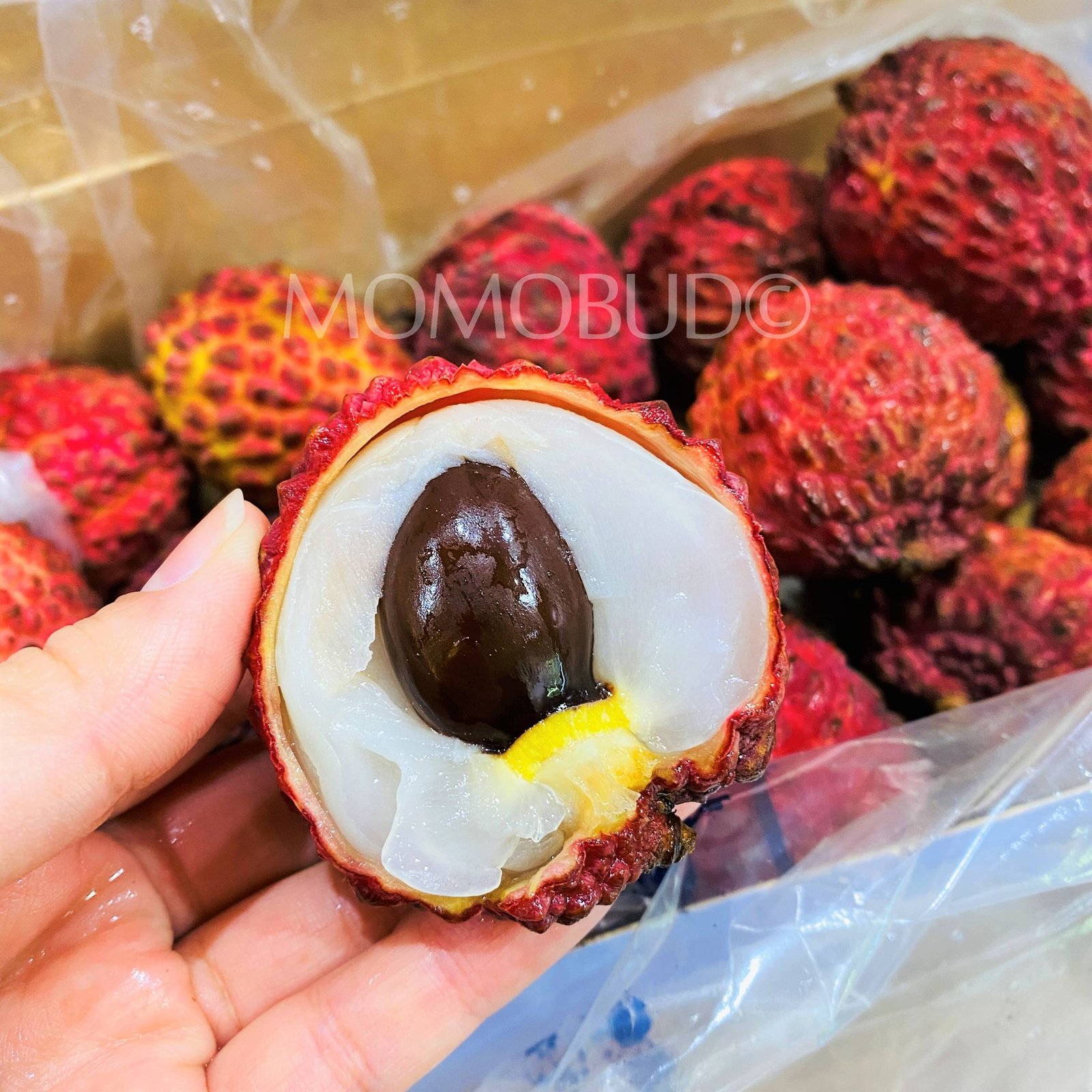 Australian Erdon Lee Lychee - Image 6