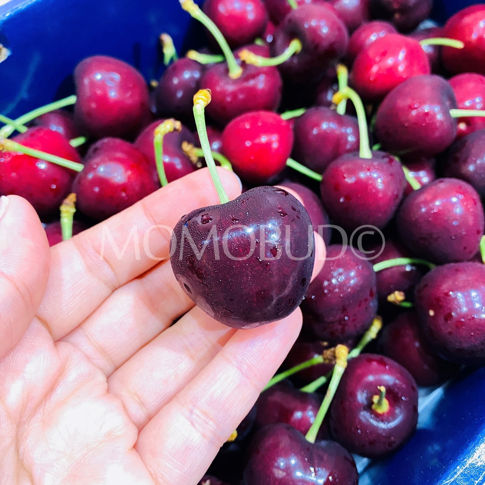 Valley Fresh Regina Red Cherry Gift Box (2kg) - Image 3