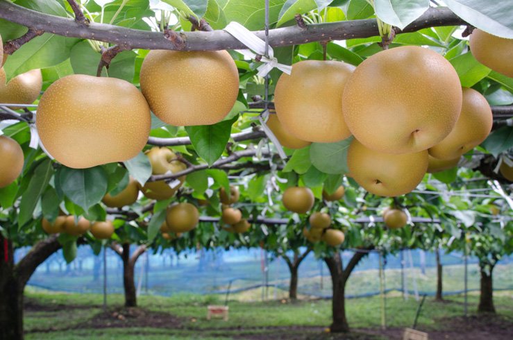 Japanese Bansankichi Pear (Large) - Image 6