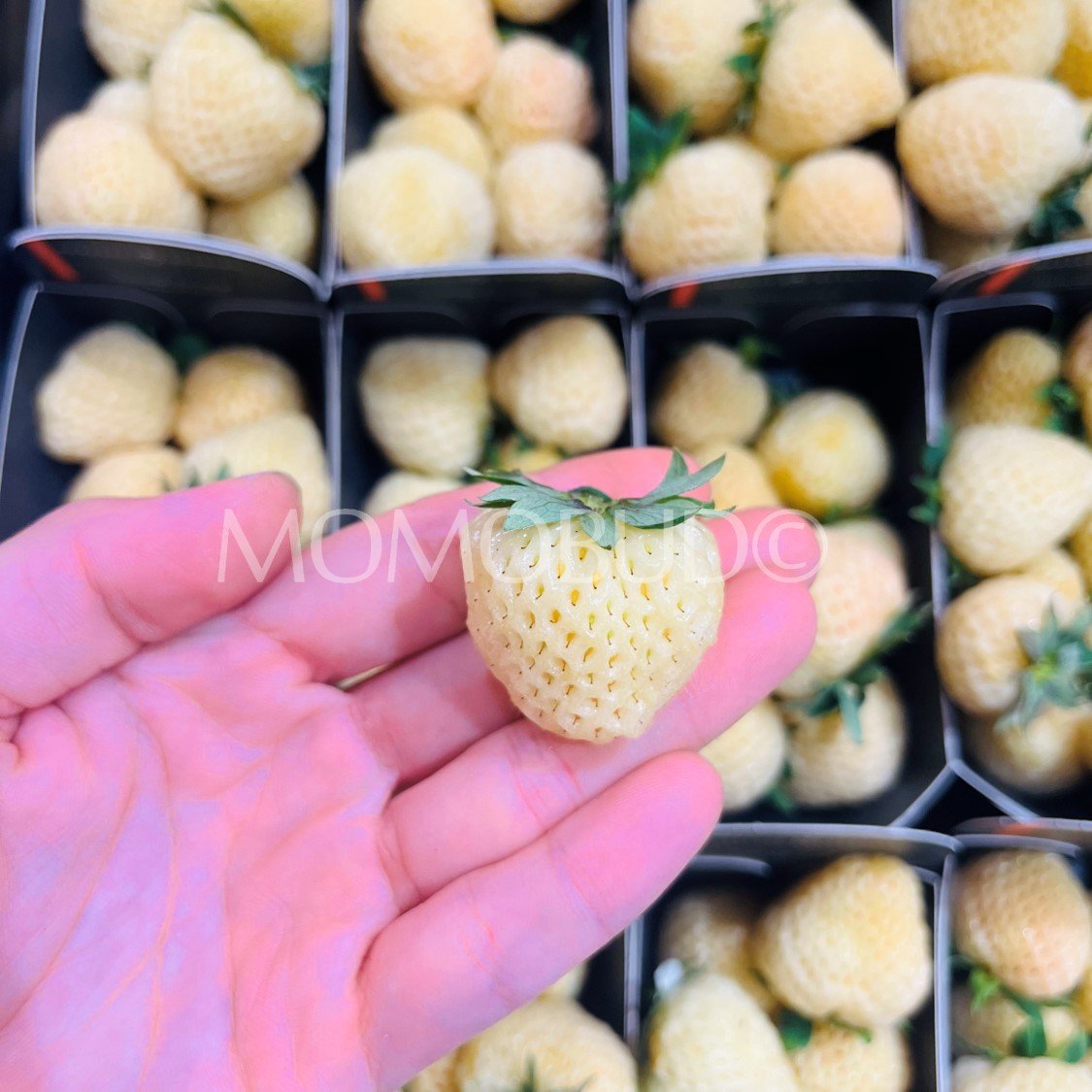 Beekers Specialties Yellowberry Strawberry (120g punnet) - Image 3