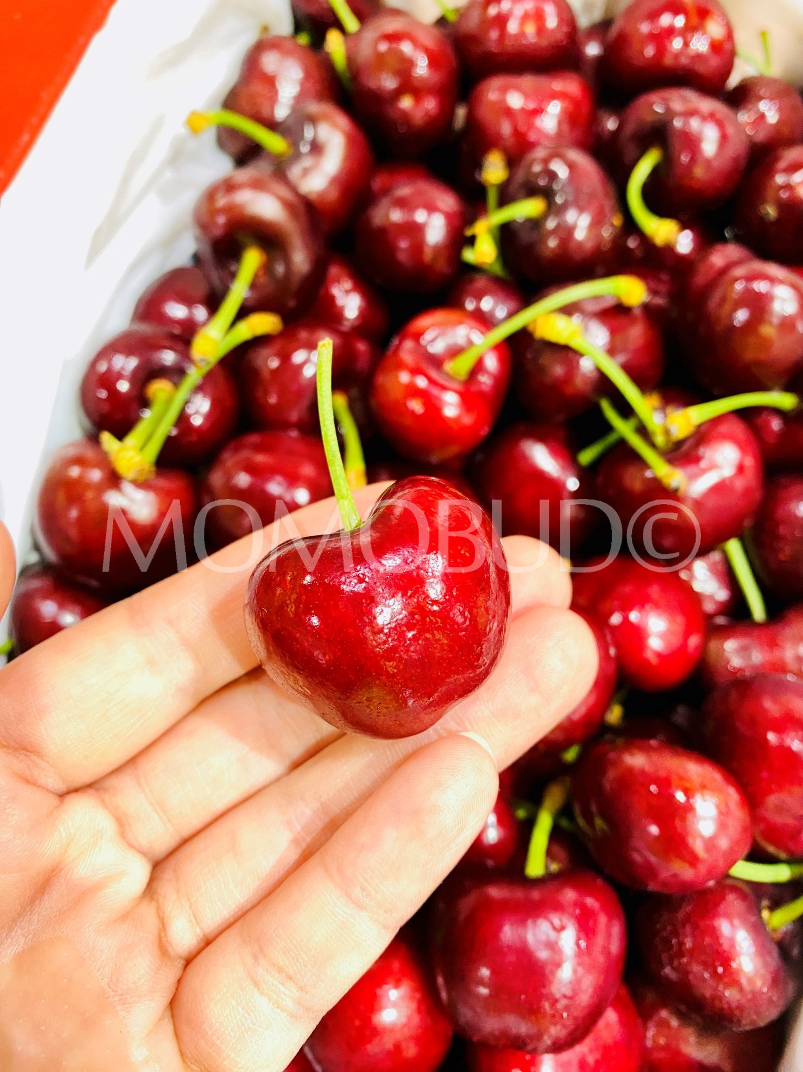Boosey Fruit Sam Red Cherry Gift Box (2kg) - Image 3