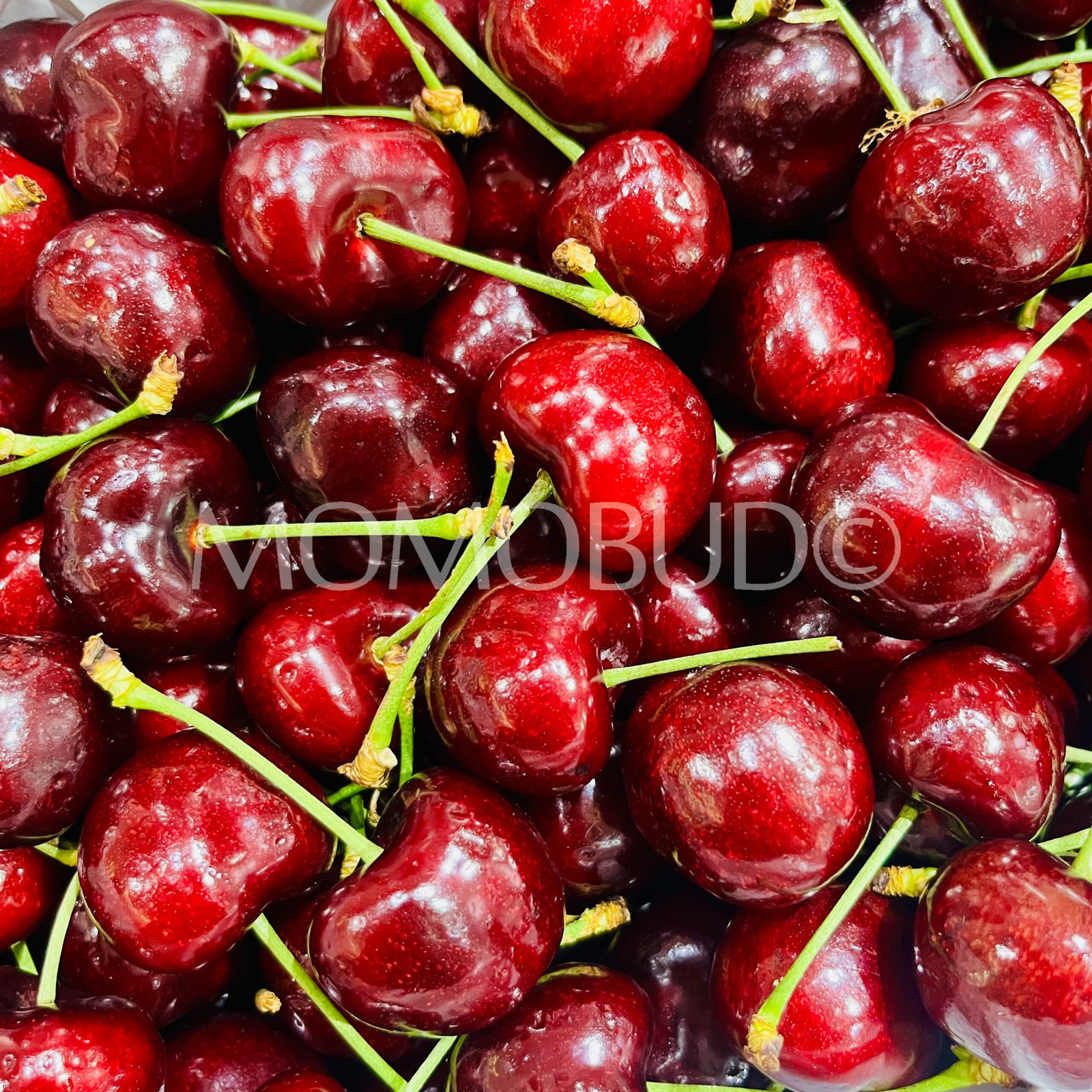 88Carat Coral Red Cherry - Image 3