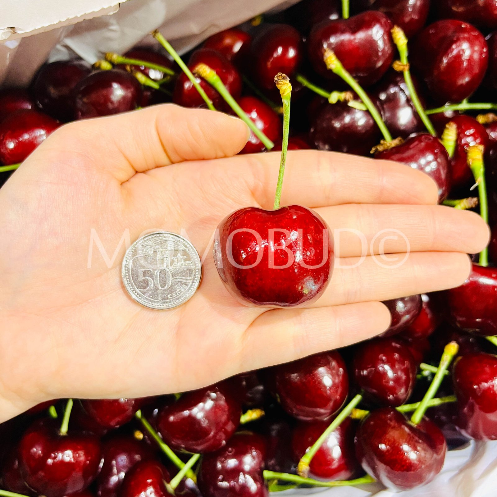 88Carat Coral Red Cherry - Image 5