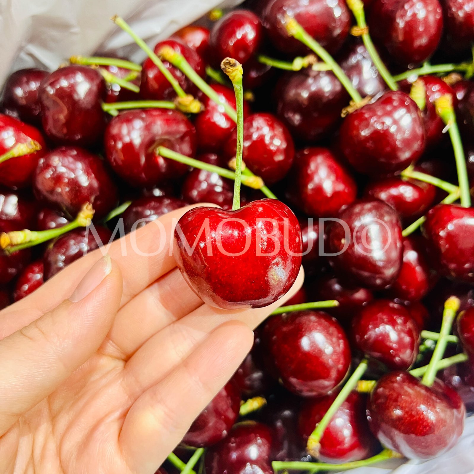 88Carat Coral Red Cherry - Image 4