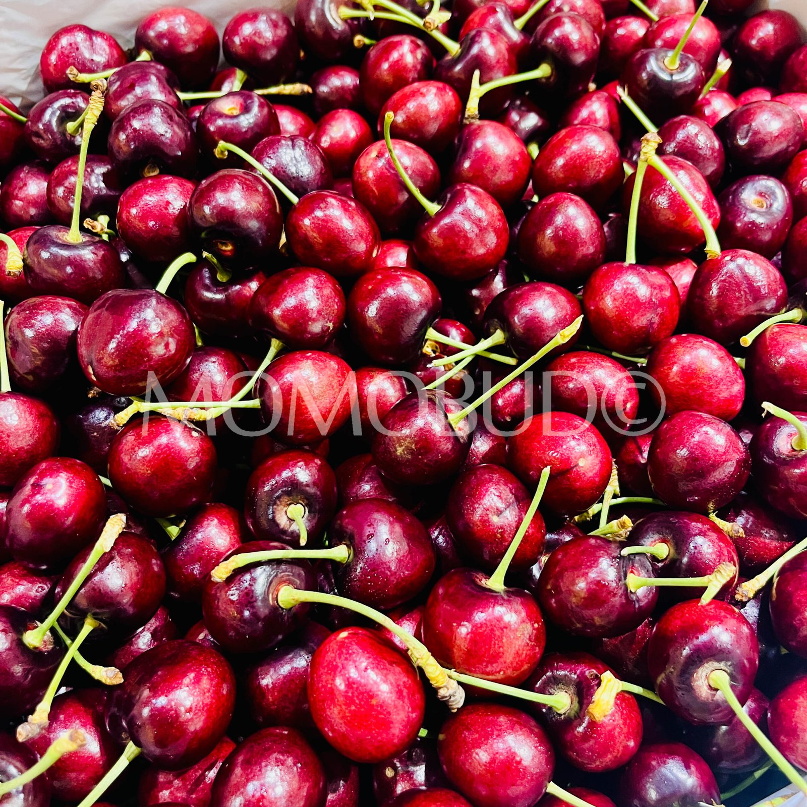 Royal Lynn Red Cherry - Image 3