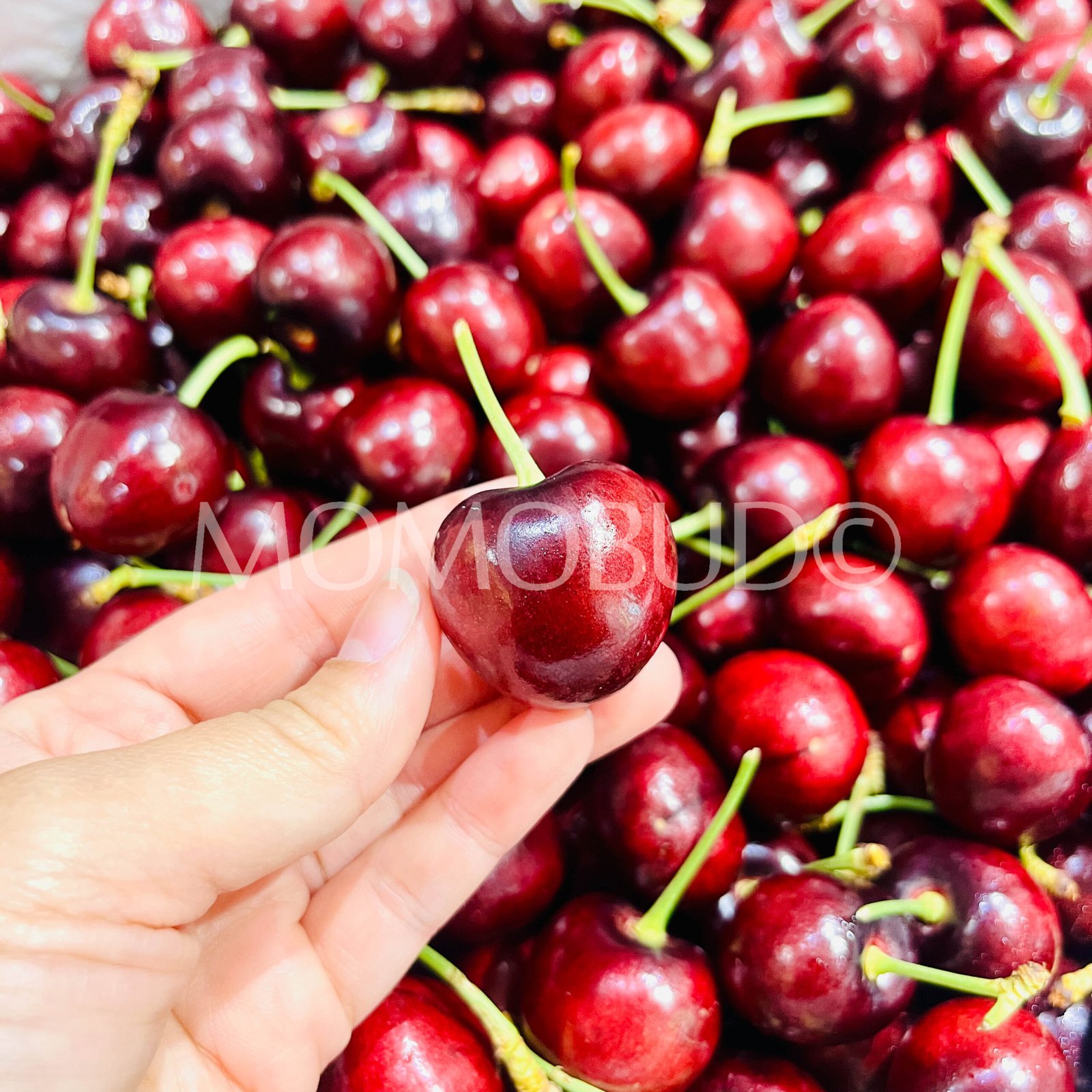 Royal Lynn Red Cherry - Image 4