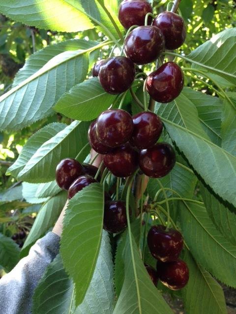 Jumbo Koala Red Cherry (2kg Premium Box) - Image 2