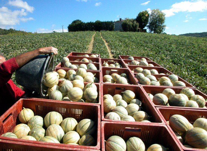 Philibon Charentais Jaune Melon (Small-Plus) - Image 2