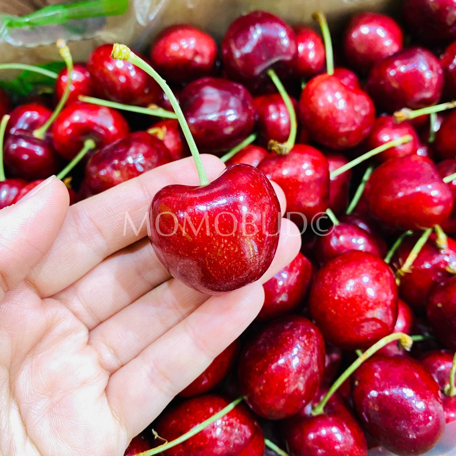 Chilean Lapin Red Cherry Gift Box (2.5kg) - Image 2