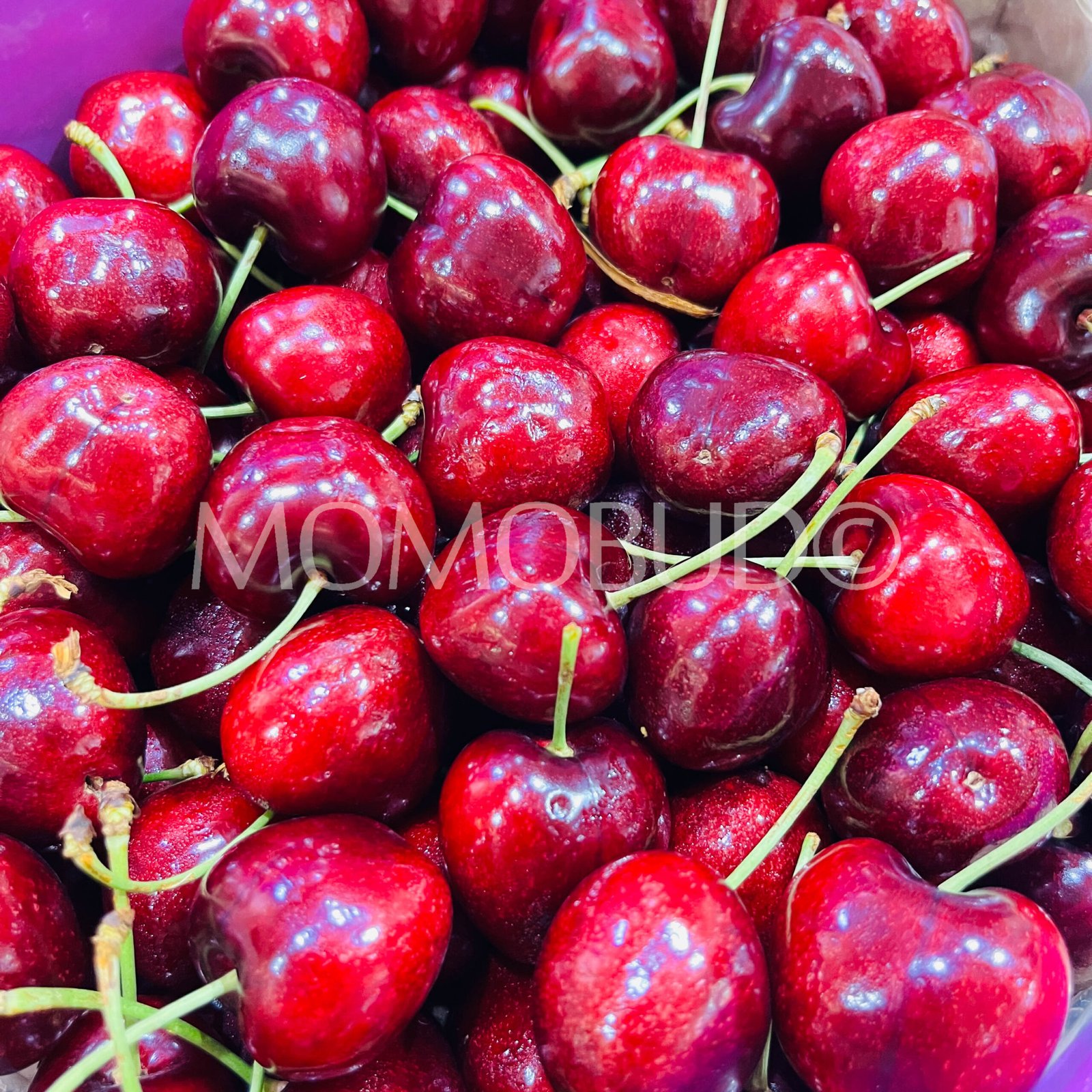 Chilean 7 Pintachas Lapin Red Cherry - Image 2