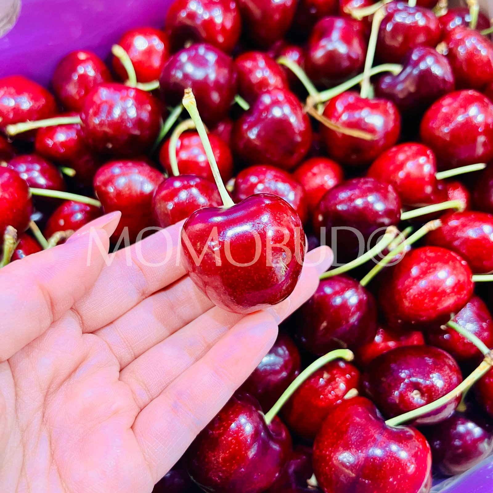Chilean 7 Pintachas Lapin Red Cherry - Image 3