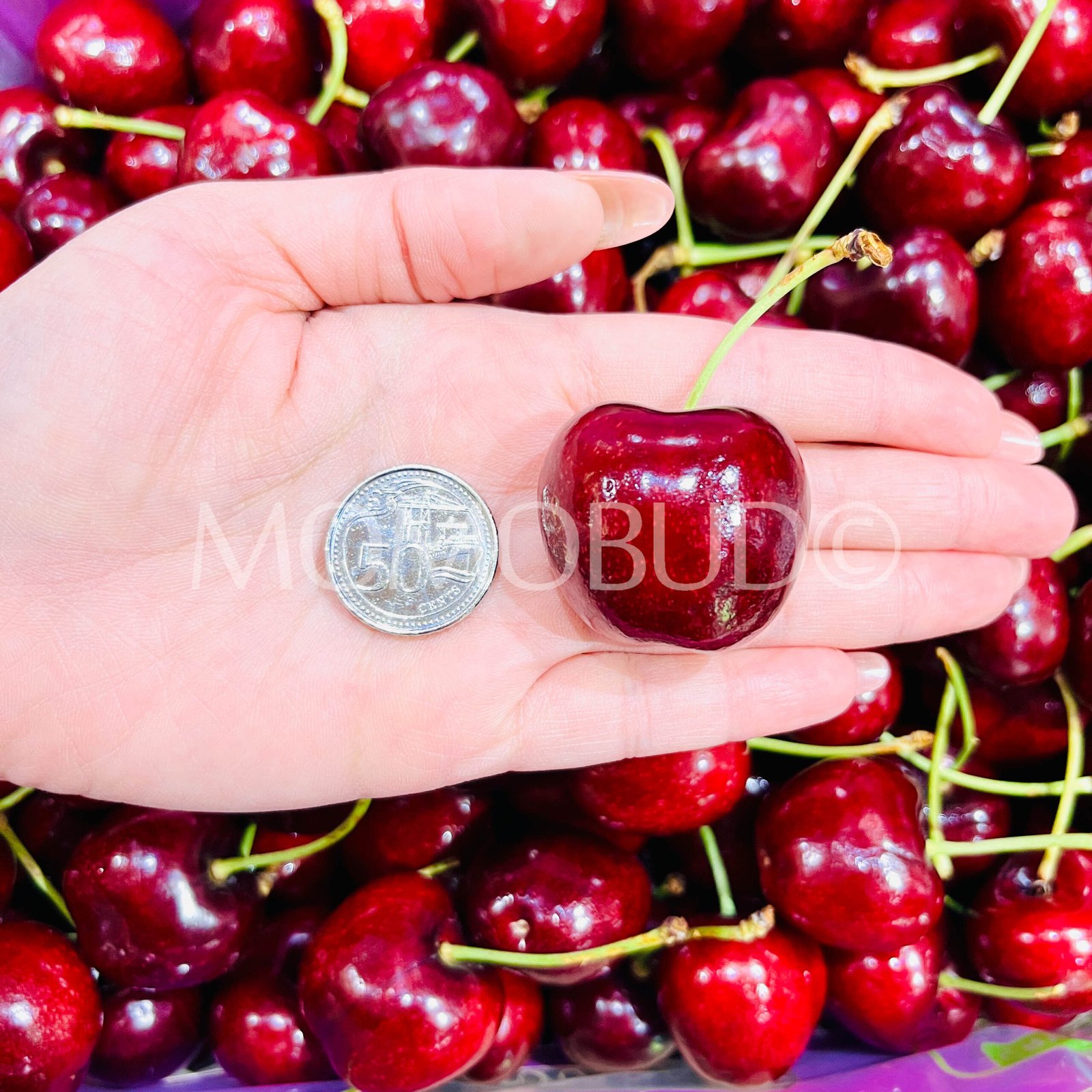 Chilean 7 Pintachas Lapin Red Cherry - Image 6