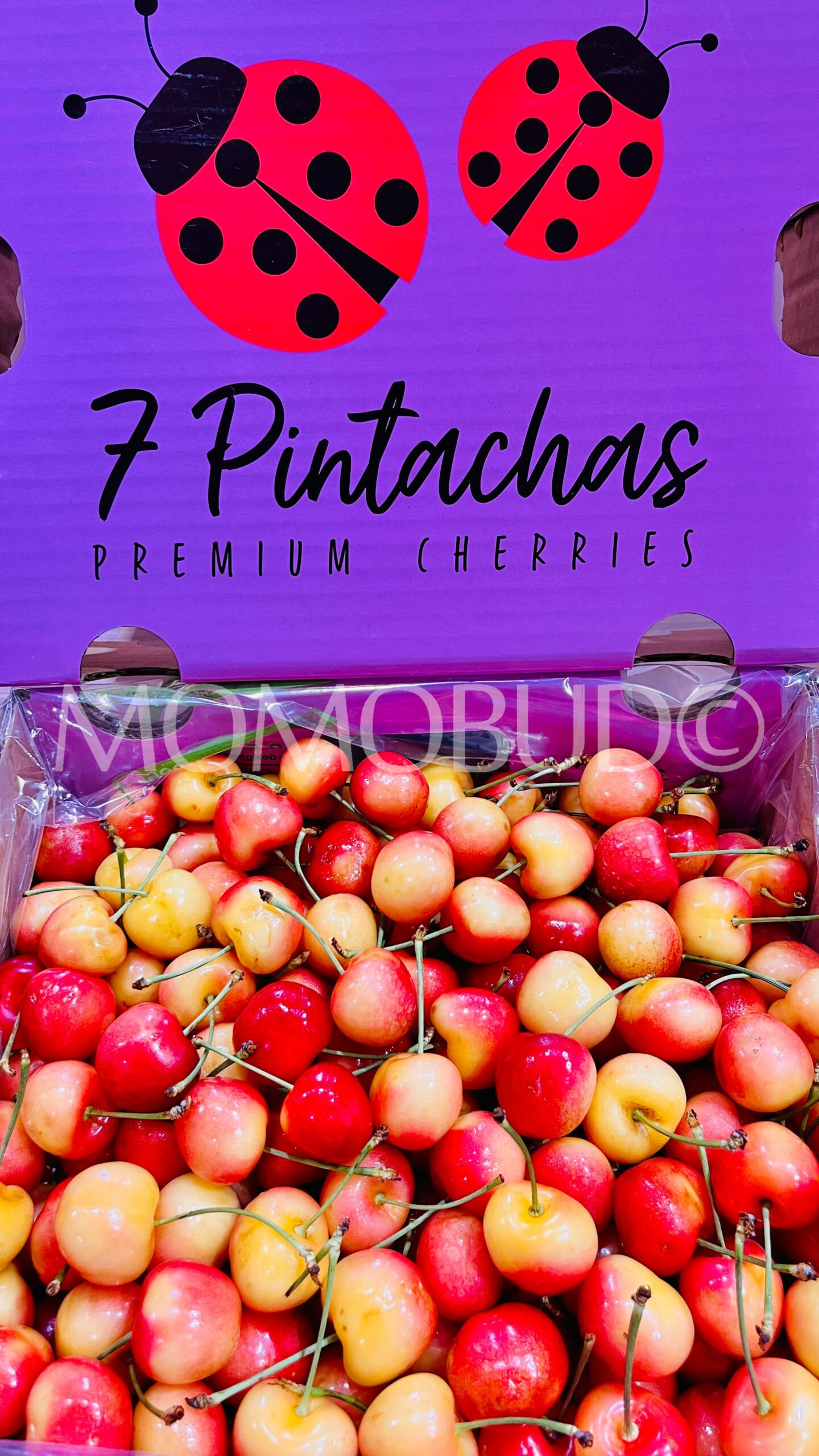 Chilean 7 Pintachas Rainier Cherry - Image 2