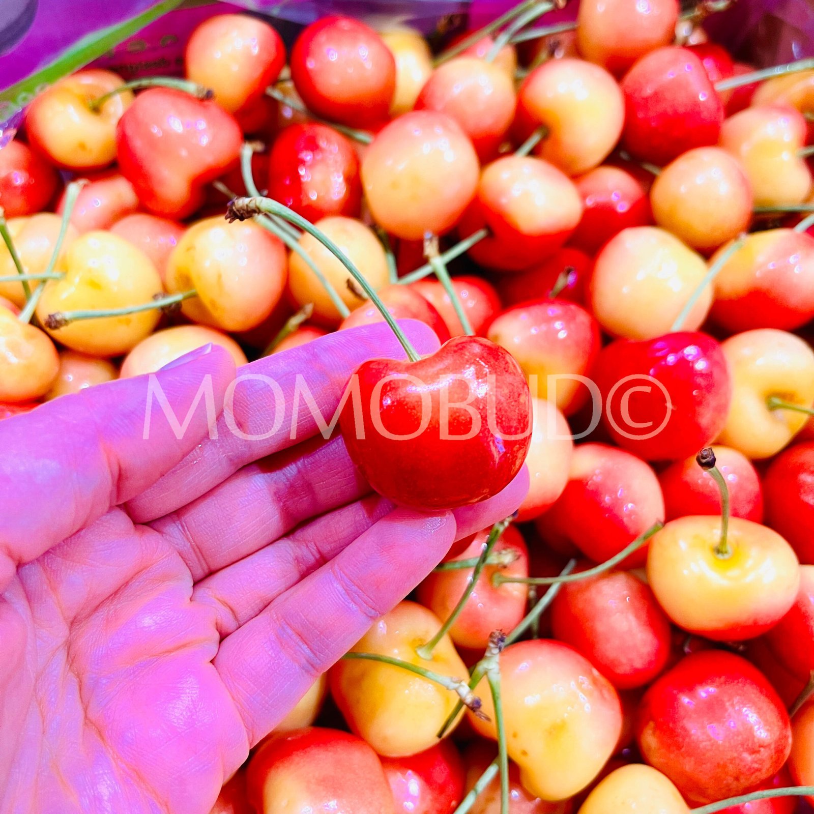 Chilean 7 Pintachas Rainier Cherry - Image 3