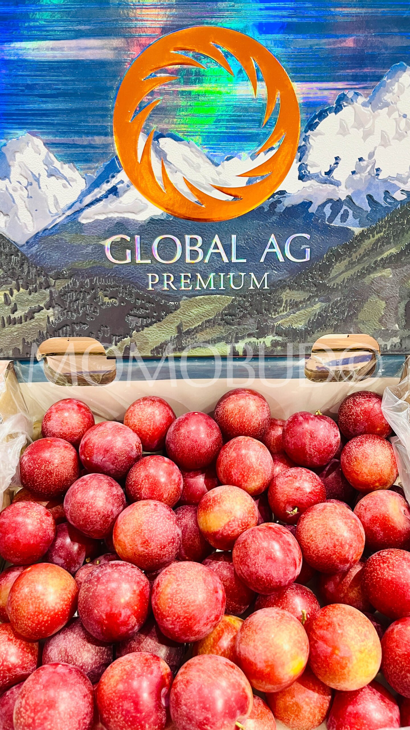 Chilean Candy Pixie Cherry Plum - Image 2