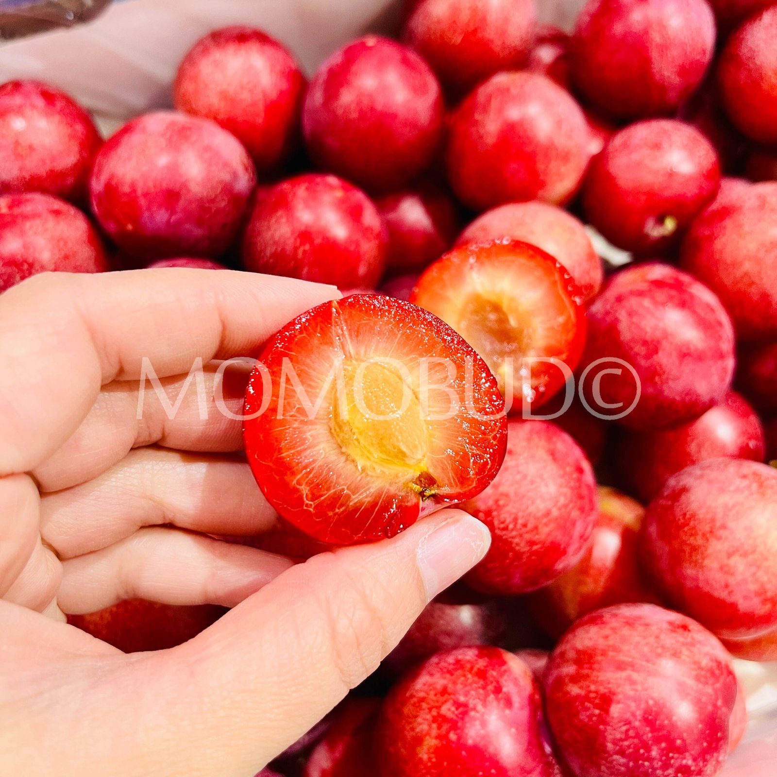 Chilean Candy Pixie Cherry Plum - Image 6