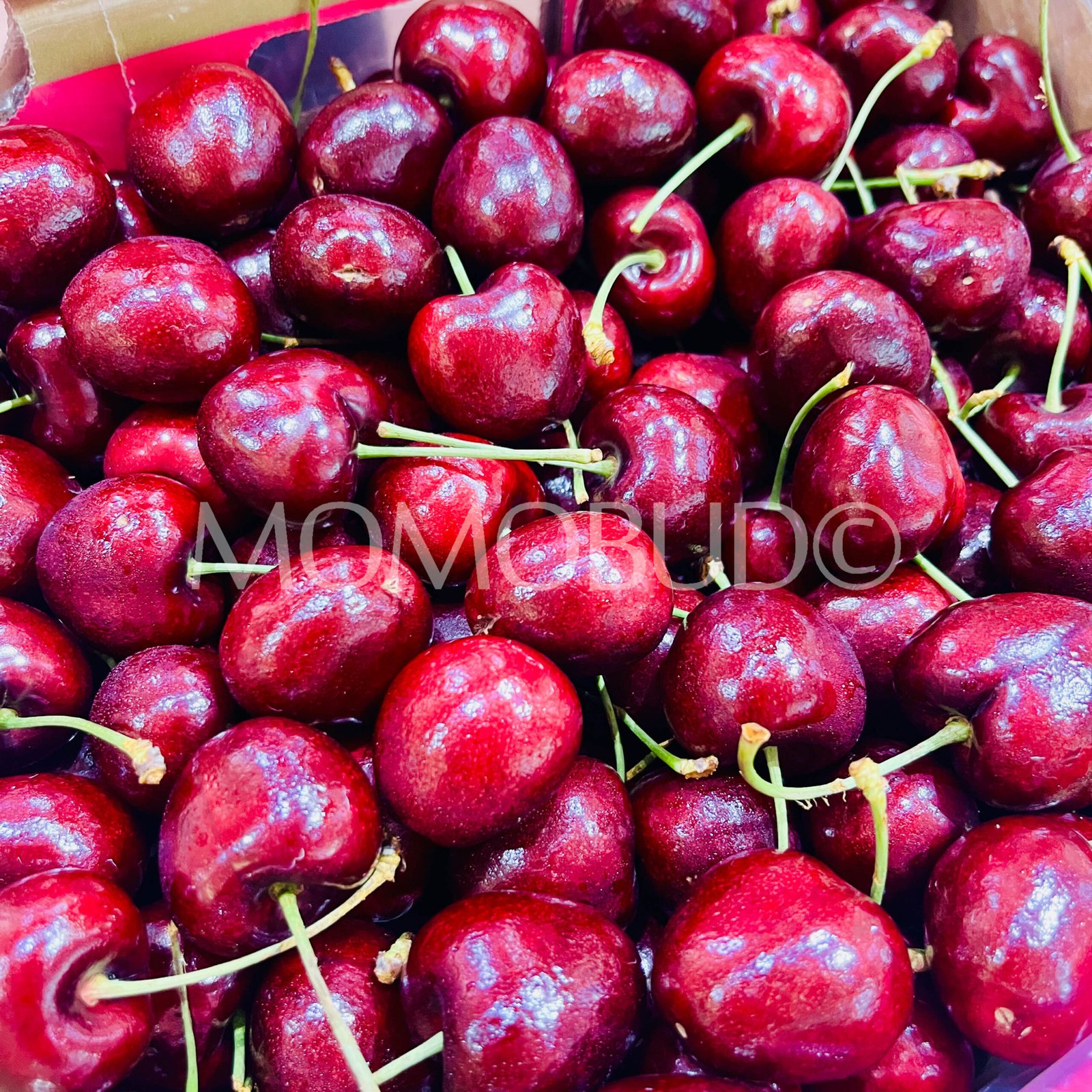 Chilean Frutea Santina Red Cherry (Jumbo) - Image 3